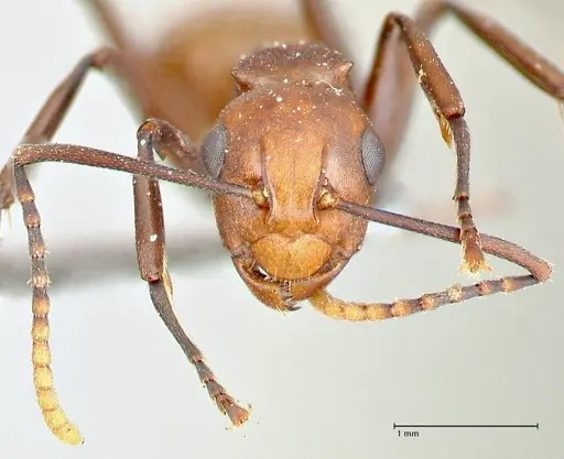Polyrhachis thrinax - FOCOL2525
