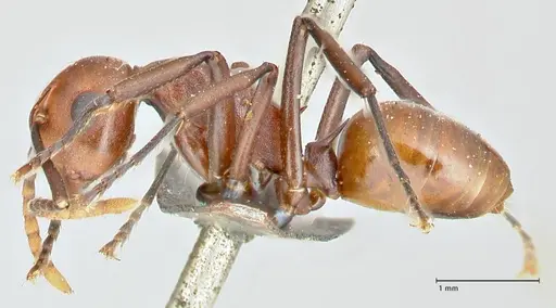 Polyrhachis thrinax - FOCOL2525