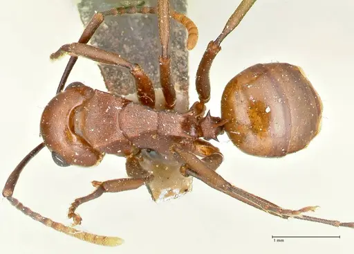 Polyrhachis thrinax - FOCOL2526