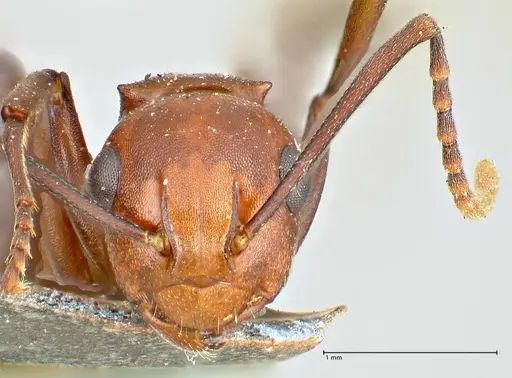 Polyrhachis thrinax - FOCOL2526