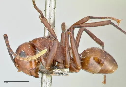Polyrhachis thrinax - FOCOL2526