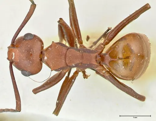 Polyrhachis thrinax - FOCOL2527