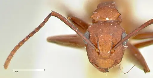 Polyrhachis thrinax - FOCOL2527
