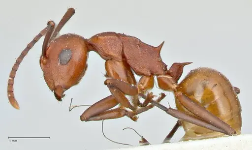 Polyrhachis thrinax - FOCOL2527