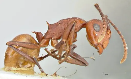 Polyrhachis thrinax - FOCOL2527