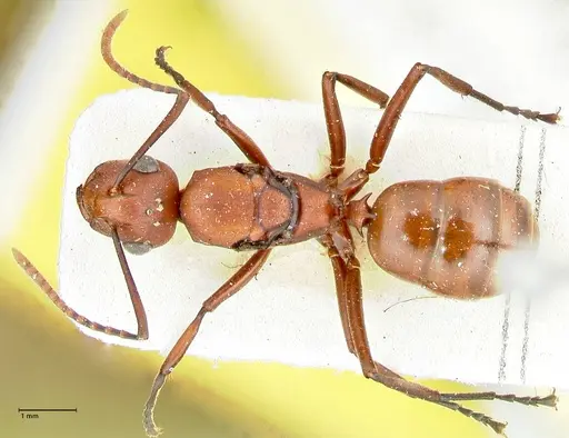 Polyrhachis thrinax - FOCOL2528