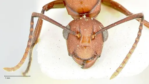 Polyrhachis thrinax - FOCOL2528