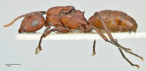 Polyrhachis thrinax - FOCOL2528