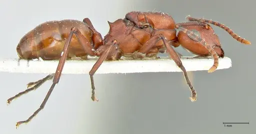 Polyrhachis thrinax - FOCOL2528