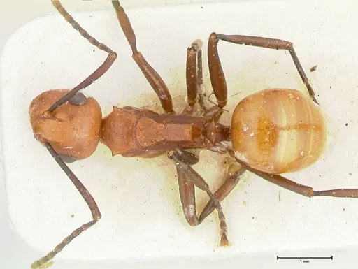 Polyrhachis thrinax - FOCOL2529