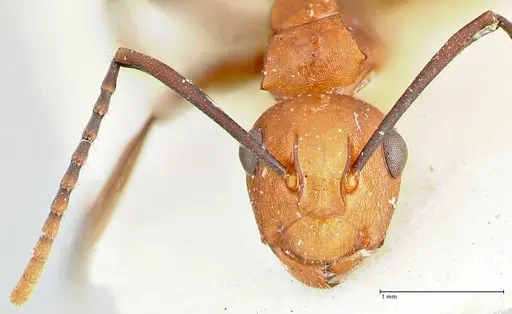 Polyrhachis thrinax - FOCOL2529