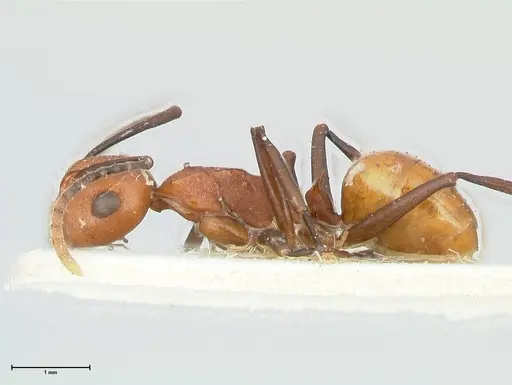 Polyrhachis thrinax - FOCOL2529