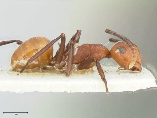 Polyrhachis thrinax - FOCOL2529