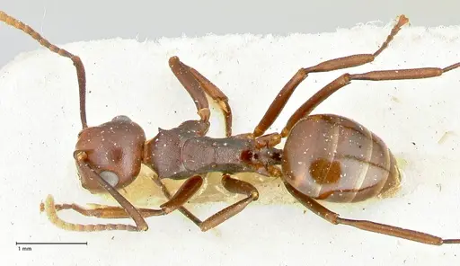 Polyrhachis thrinax - FOCOL2530