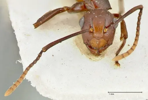 Polyrhachis thrinax - FOCOL2530