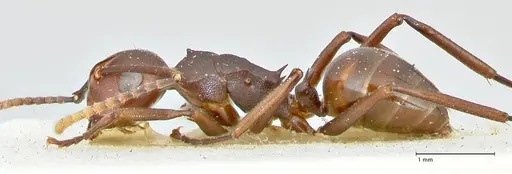 Polyrhachis thrinax - FOCOL2530