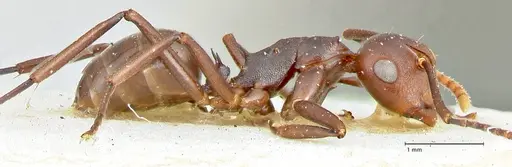 Polyrhachis thrinax - FOCOL2530