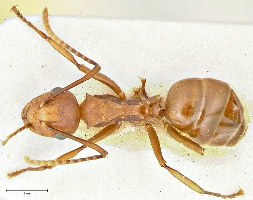 Polyrhachis thrinax - FOCOL2531