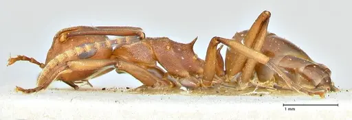 Polyrhachis thrinax - FOCOL2531