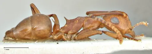 Polyrhachis thrinax - FOCOL2531