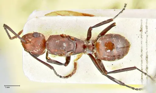 Polyrhachis thrinax - FOCOL2532