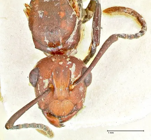 Polyrhachis thrinax - FOCOL2532