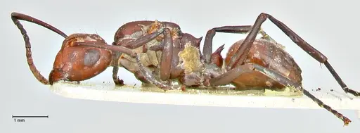 Polyrhachis thrinax - FOCOL2532