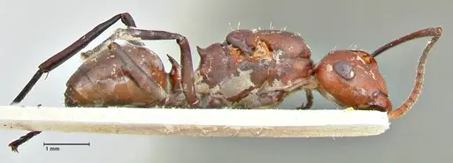 Polyrhachis thrinax - FOCOL2532