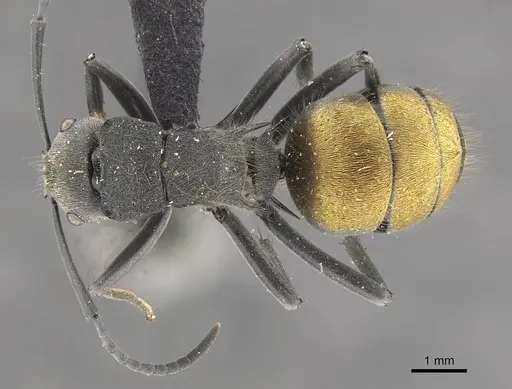 Polyrhachis thusnelda specimen