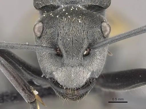 Polyrhachis thusnelda specimen