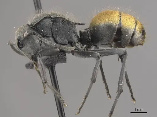 Polyrhachis thusnelda specimen