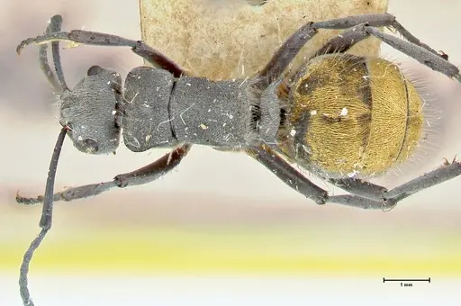 Polyrhachis thusnelda - FOCOL2591