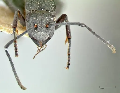 Polyrhachis thusnelda - FOCOL2591