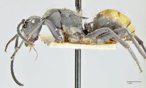 Polyrhachis thusnelda - FOCOL2591