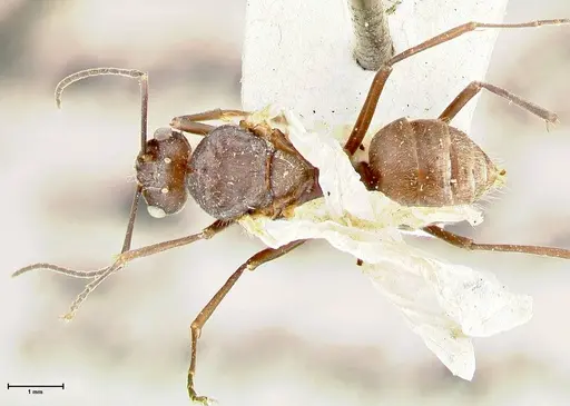 Polyrhachis thusnelda - FOCOL2592