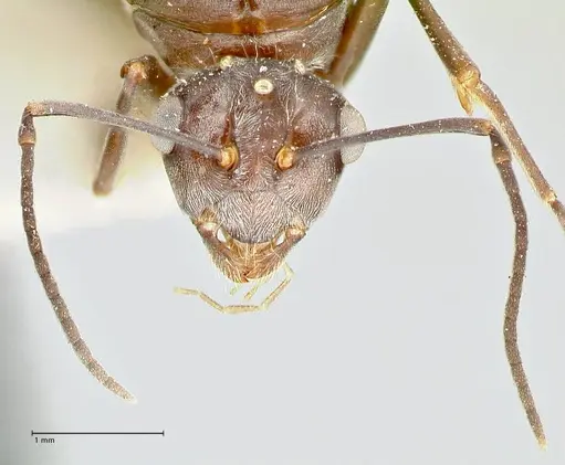 Polyrhachis thusnelda - FOCOL2592