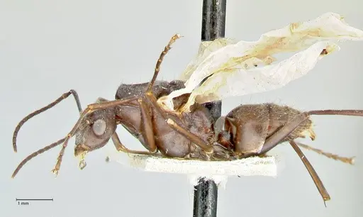 Polyrhachis thusnelda - FOCOL2592