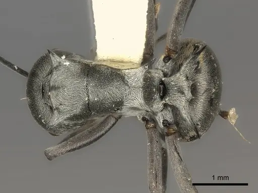Polyrhachis tibialis specimen