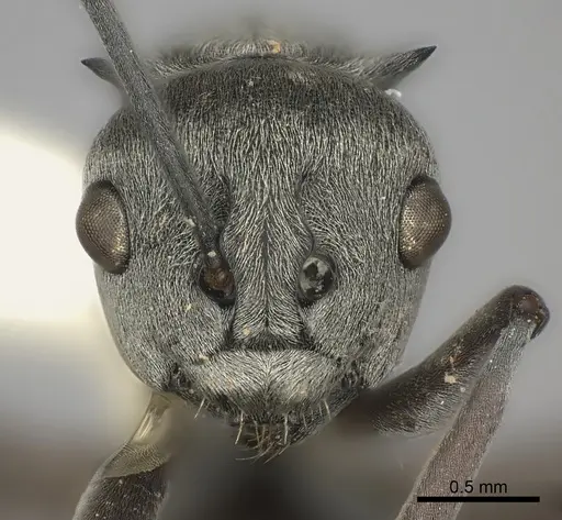 Polyrhachis tibialis specimen