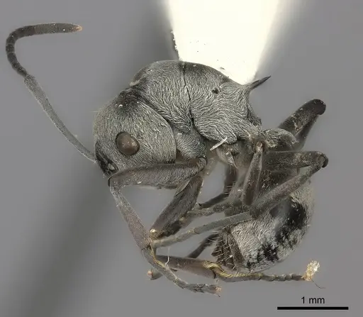 Polyrhachis tibialis specimen