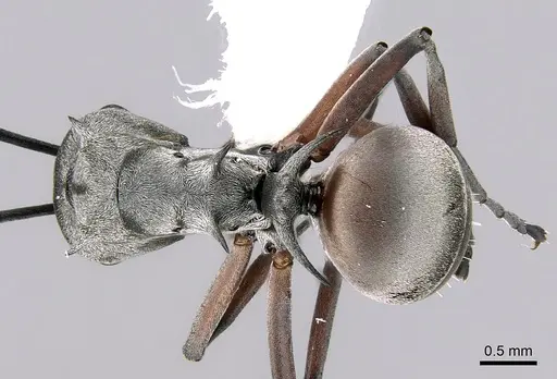 Polyrhachis tibialis - CASENT0281409