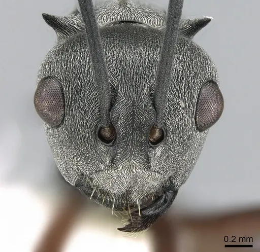 Polyrhachis tibialis - CASENT0281409