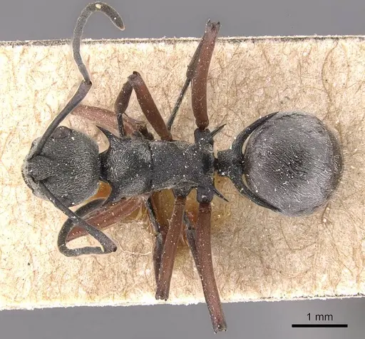 Polyrhachis tibialis - CASENT0905636