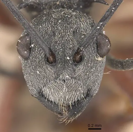 Polyrhachis tibialis - CASENT0905636