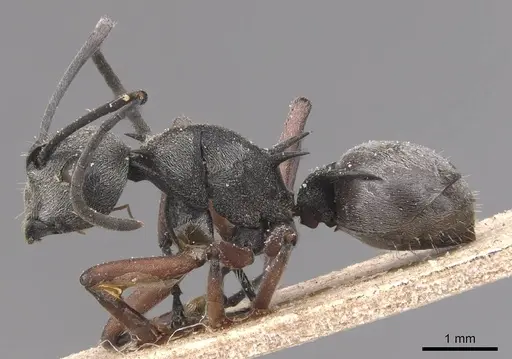 Polyrhachis tibialis - CASENT0905636