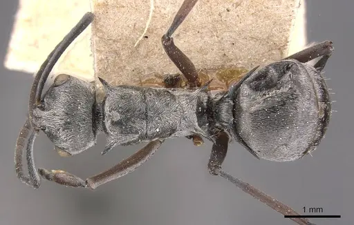 Polyrhachis tibialis - CASENT0905637