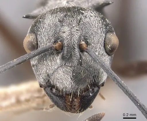 Polyrhachis tibialis - CASENT0905637