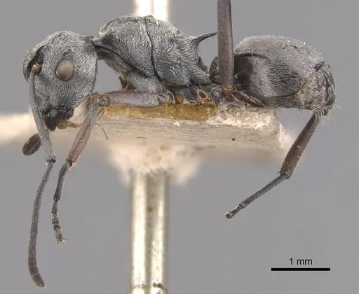 Polyrhachis tibialis - CASENT0905637