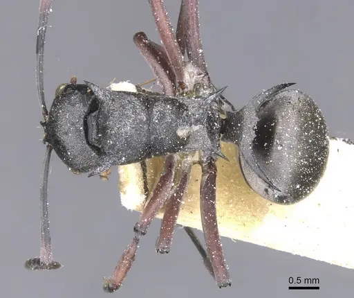 Polyrhachis tibialis - CASENT0912155