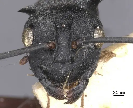 Polyrhachis tibialis - CASENT0912155